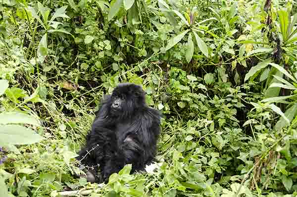 25 - Gorila joven - selva de Virunga - parque nacional de los volcanes - Ruanda